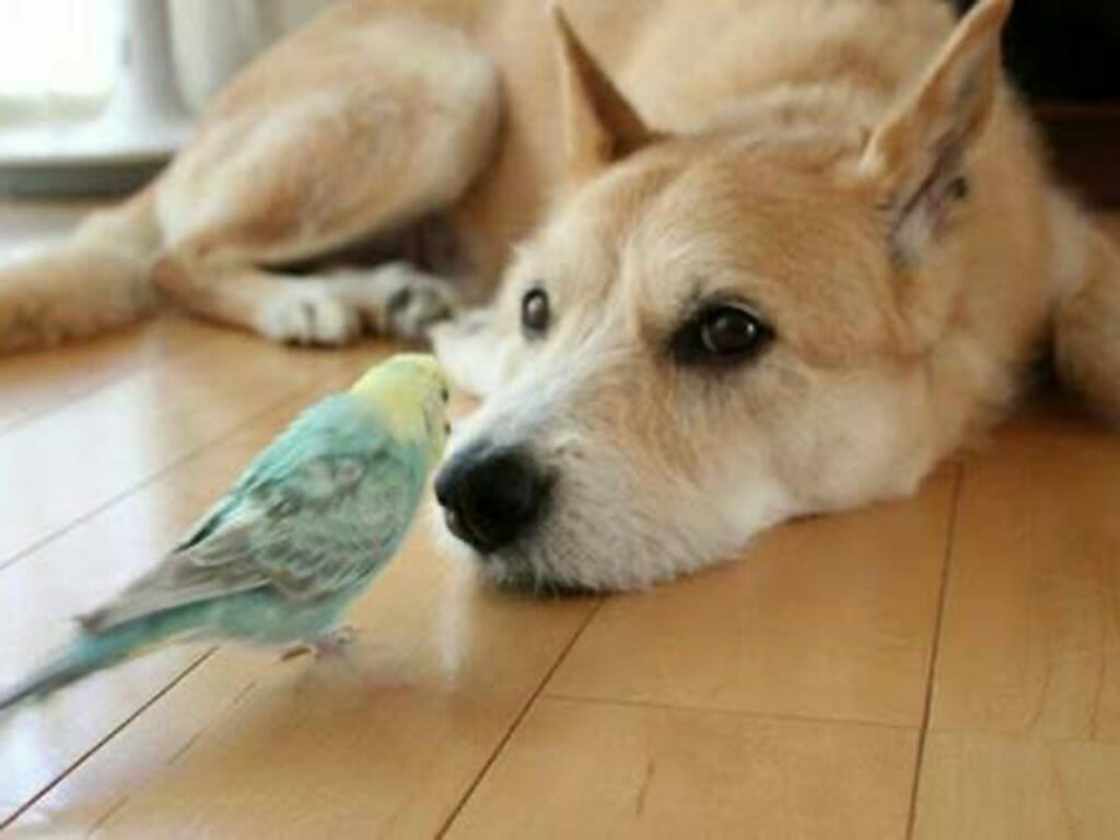 犬と鳥のイメージ