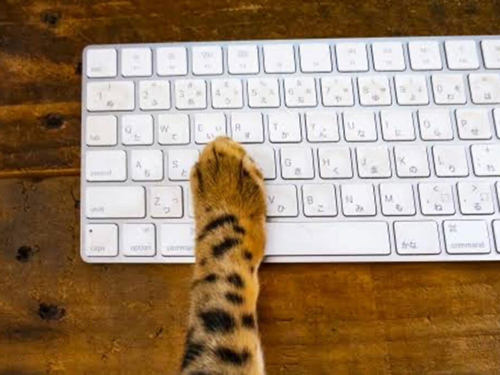 猫の手も借りる