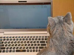 猫に小判、猫にパソコン